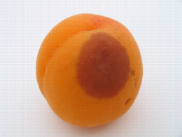 Abricot, développement d'une tache de pourriture sur l'épiderme